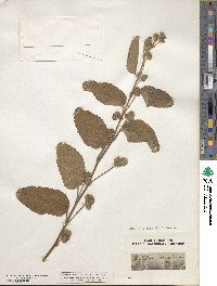 Waltheria indica image