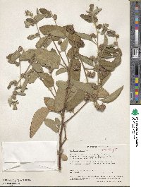 Waltheria indica image