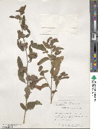 Waltheria indica image