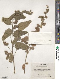 Waltheria indica image