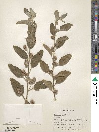 Waltheria indica image