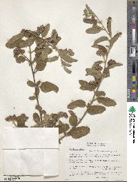 Waltheria indica image