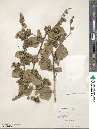 Waltheria ovata image