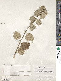 Waltheria ovata image