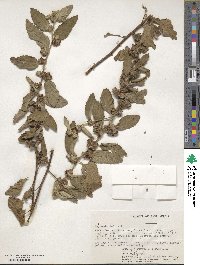 Waltheria indica image