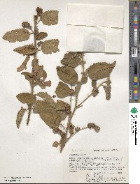 Waltheria indica image