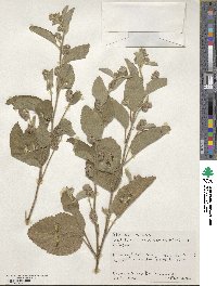 Waltheria indica image