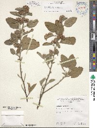 Waltheria indica image