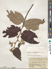 Commersonia bartramia image