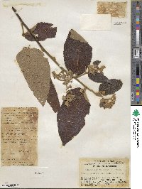 Commersonia bartramia image