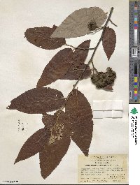 Commersonia bartramia image