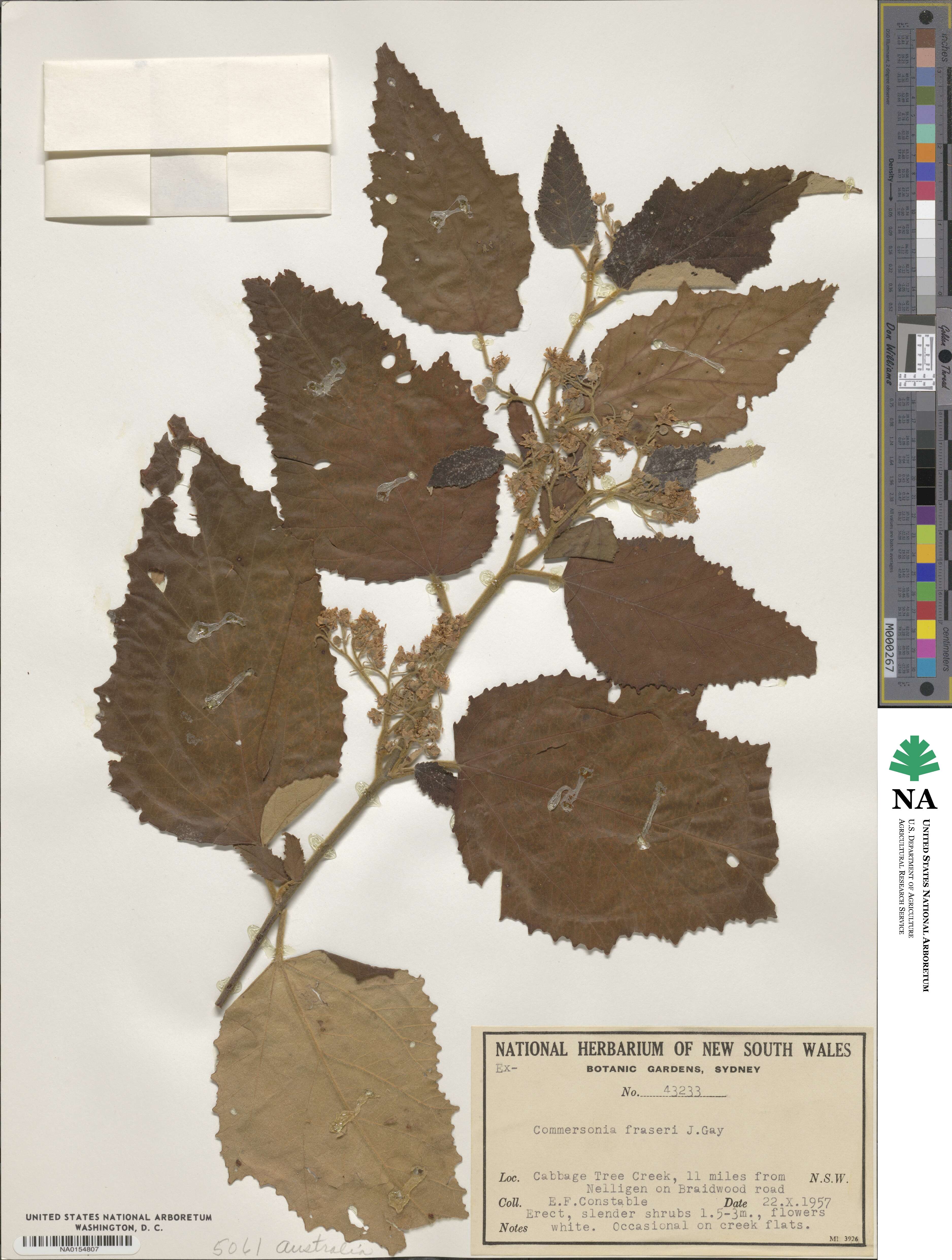 Commersonia fraseri image