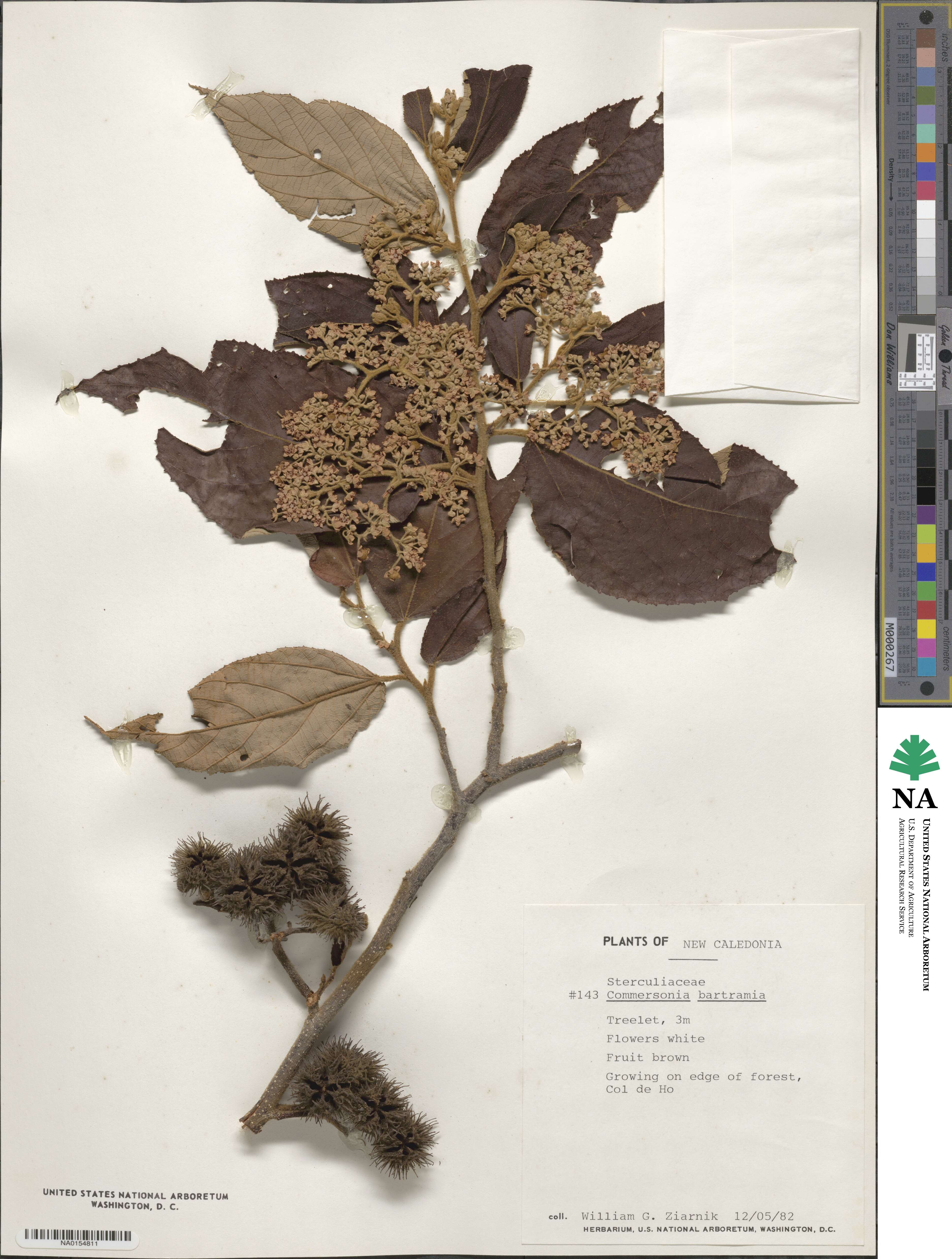Commersonia bartramia image