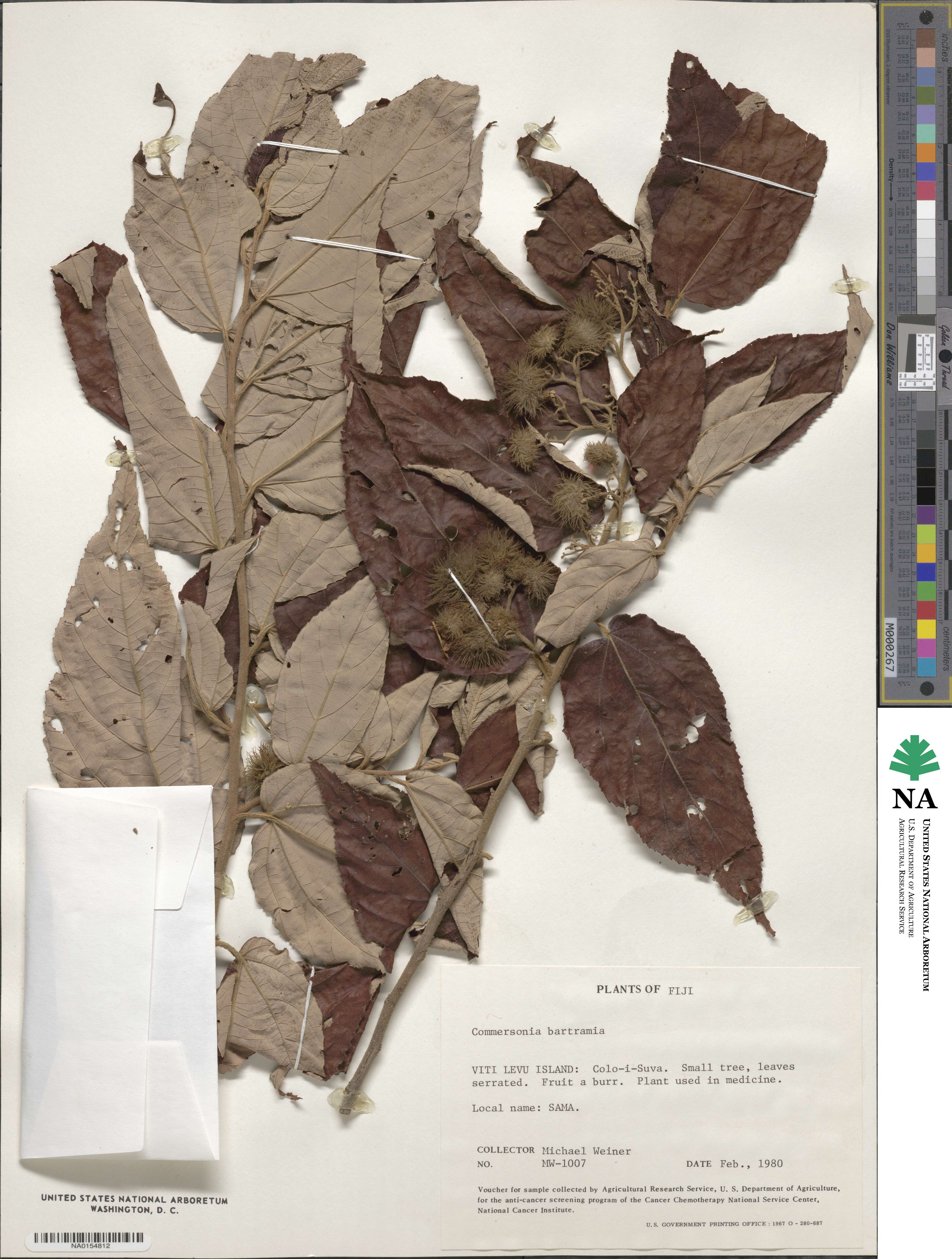 Commersonia bartramia image
