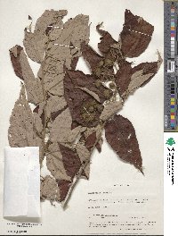 Commersonia bartramia image