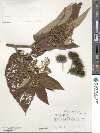 Commersonia bartramia image