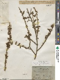 Image of Byttneria geminifolia
