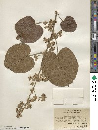 Buettneria aspera image