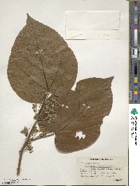 Buettneria aspera image