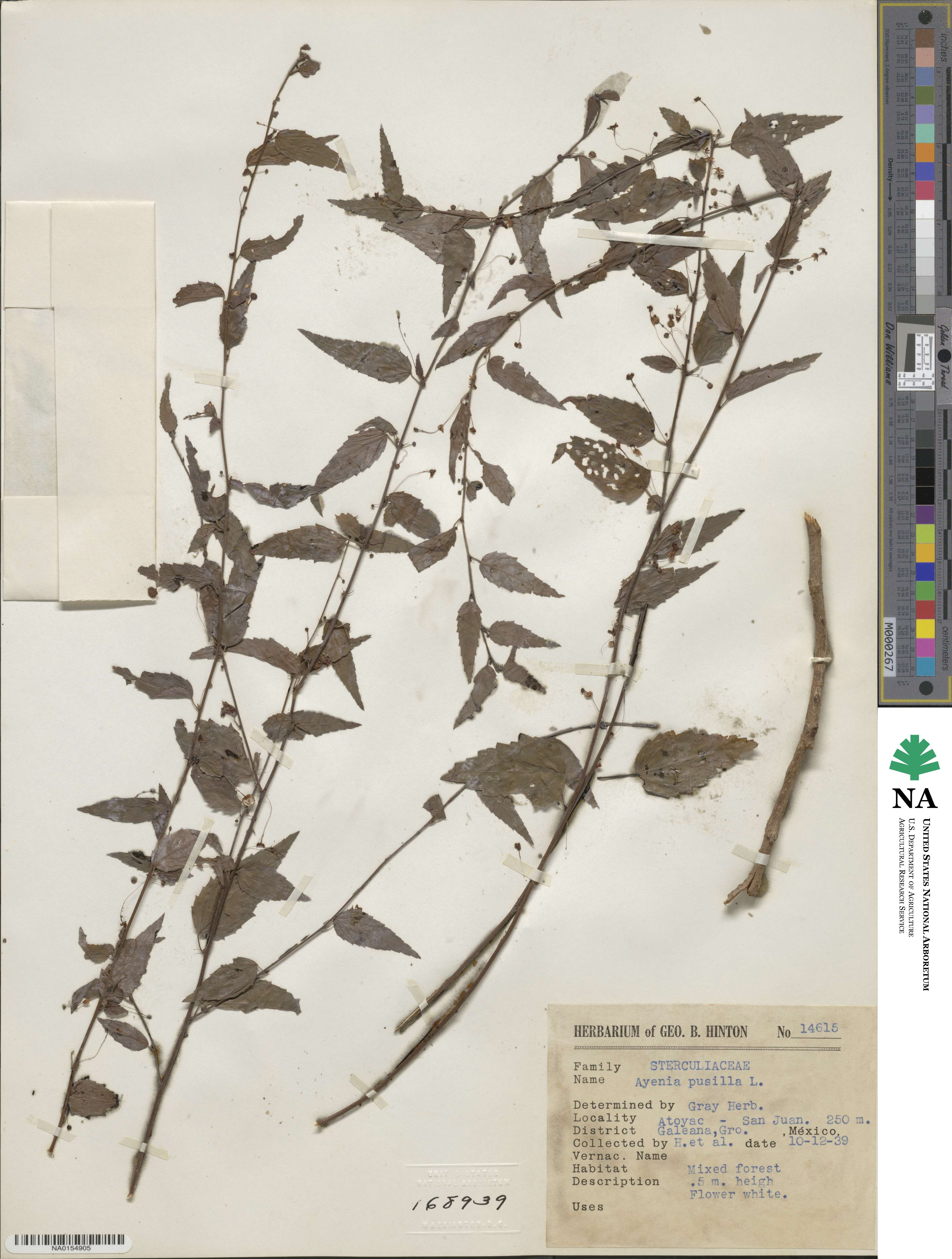 Ayenia pusilla image