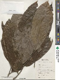 Scaphopetalum amoenum image