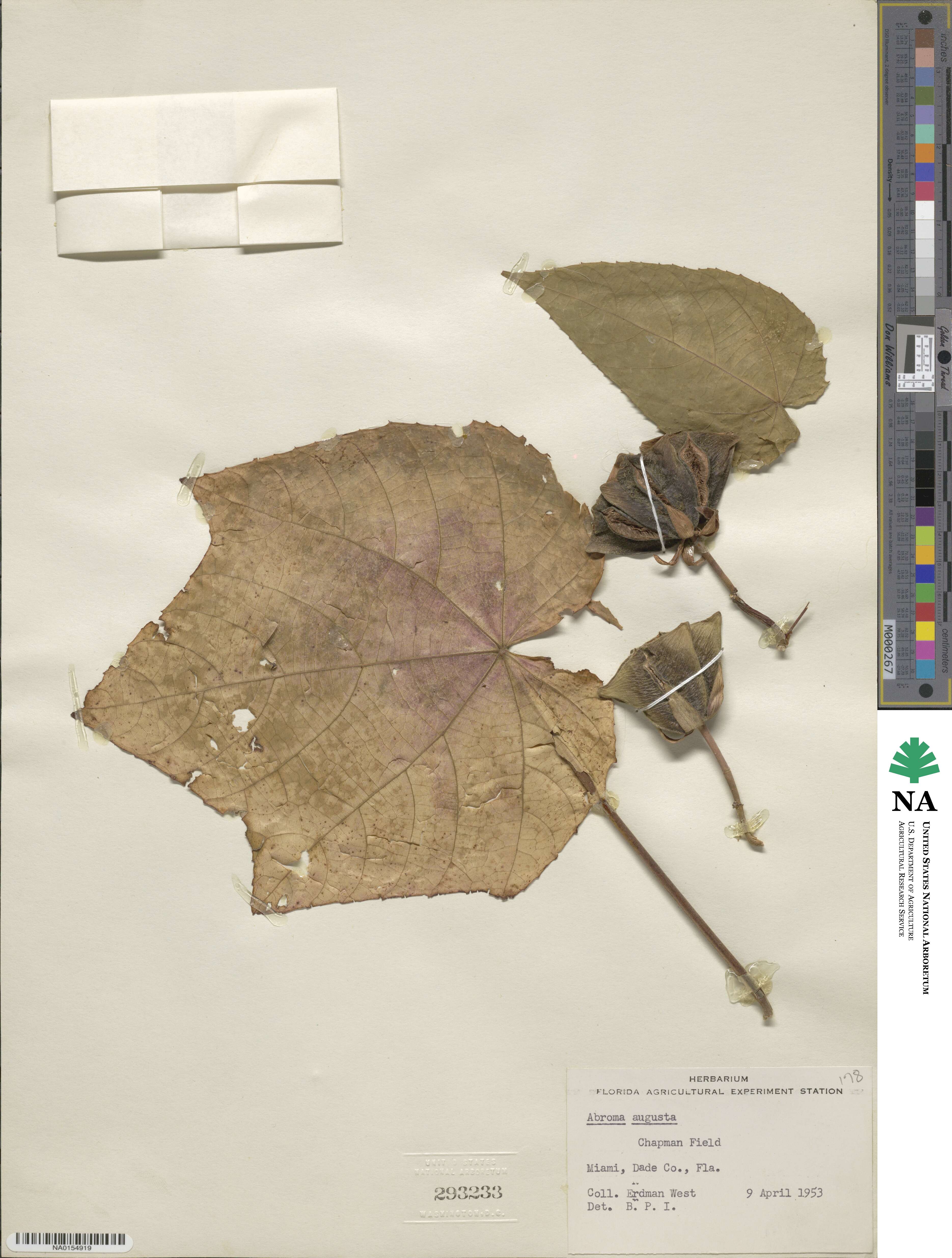 Abroma augustum image