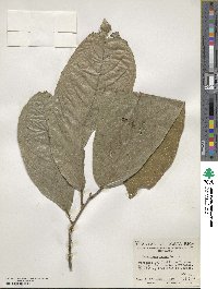 Theobroma cacao image