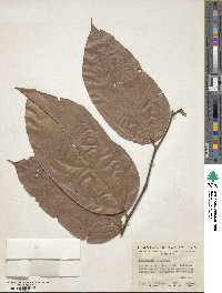 Theobroma grandiflorum image