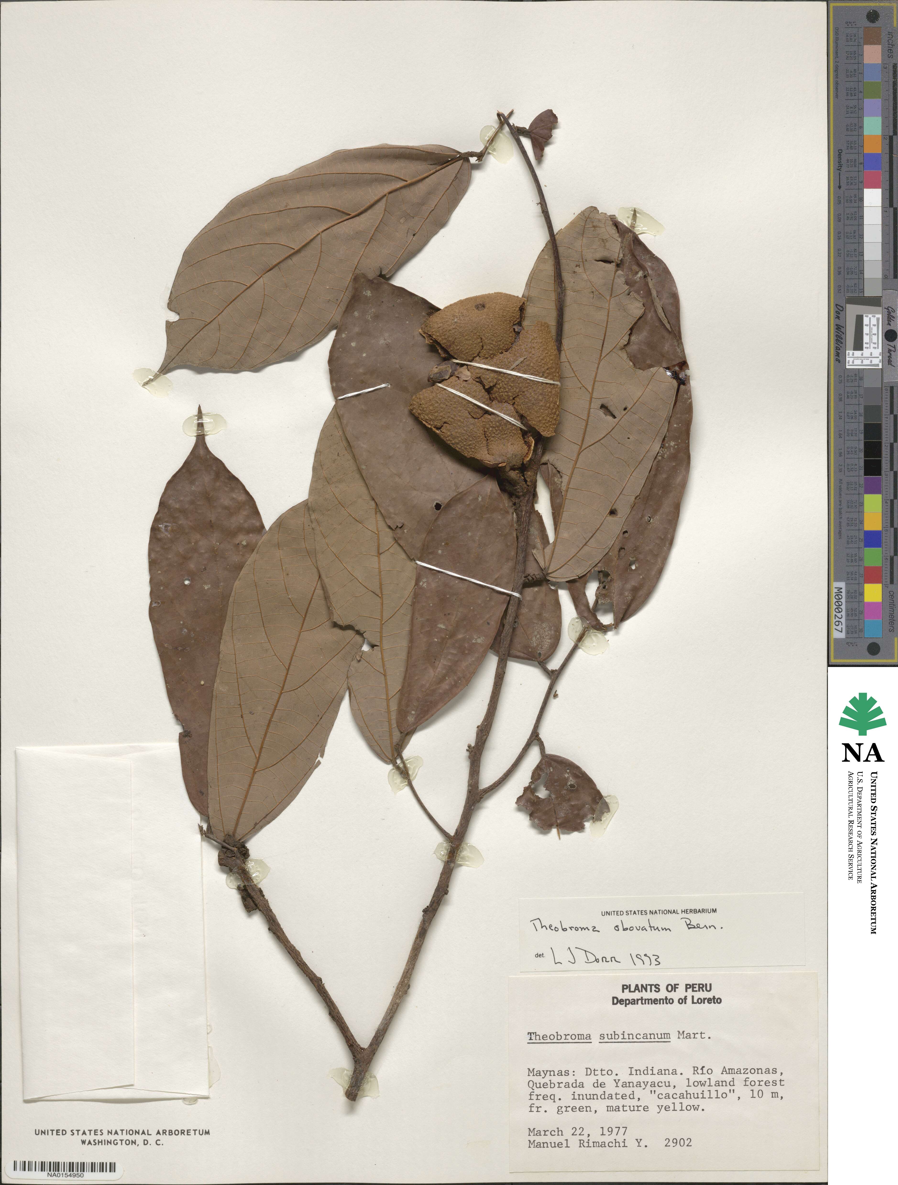 Theobroma obovatum image