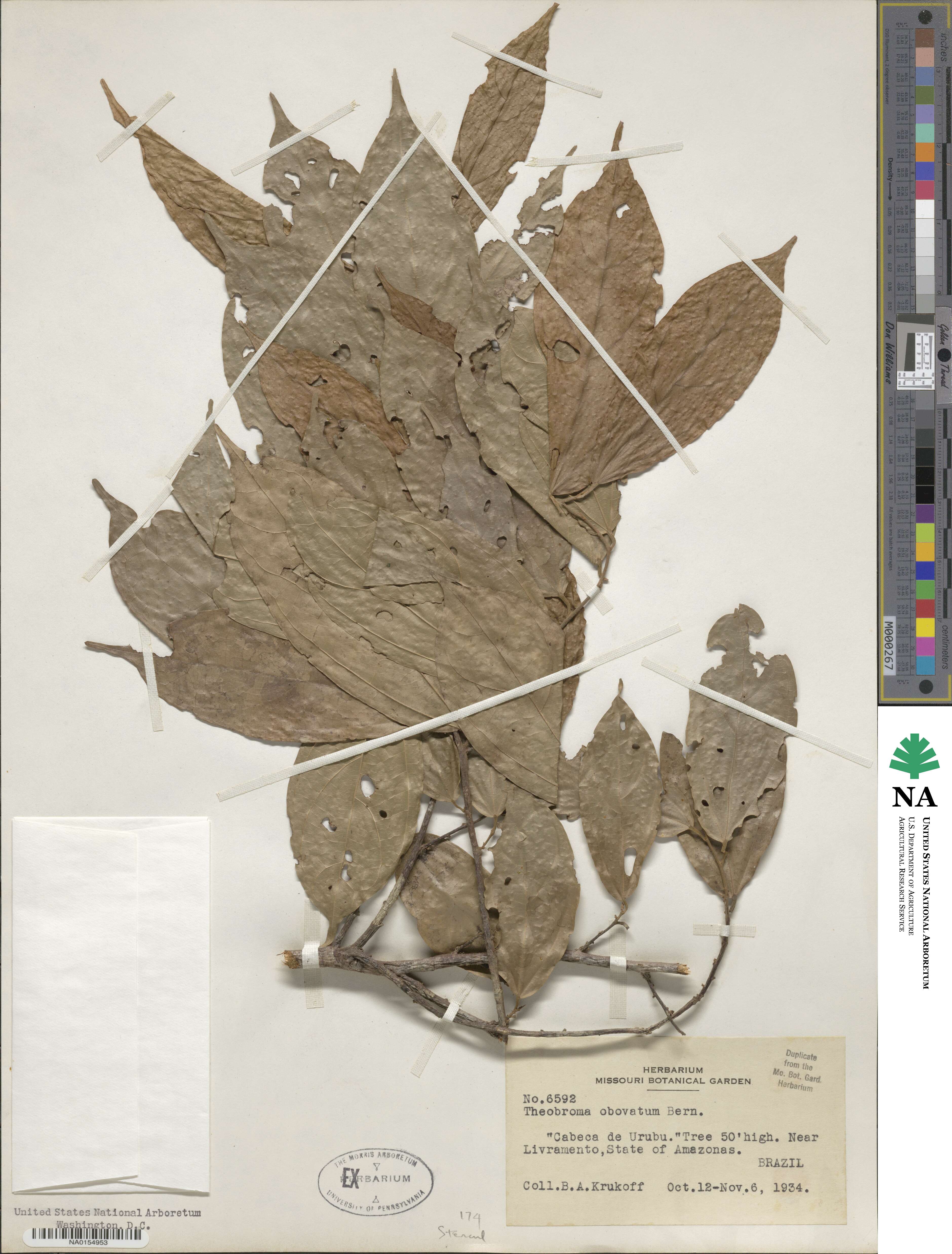 Theobroma obovatum image