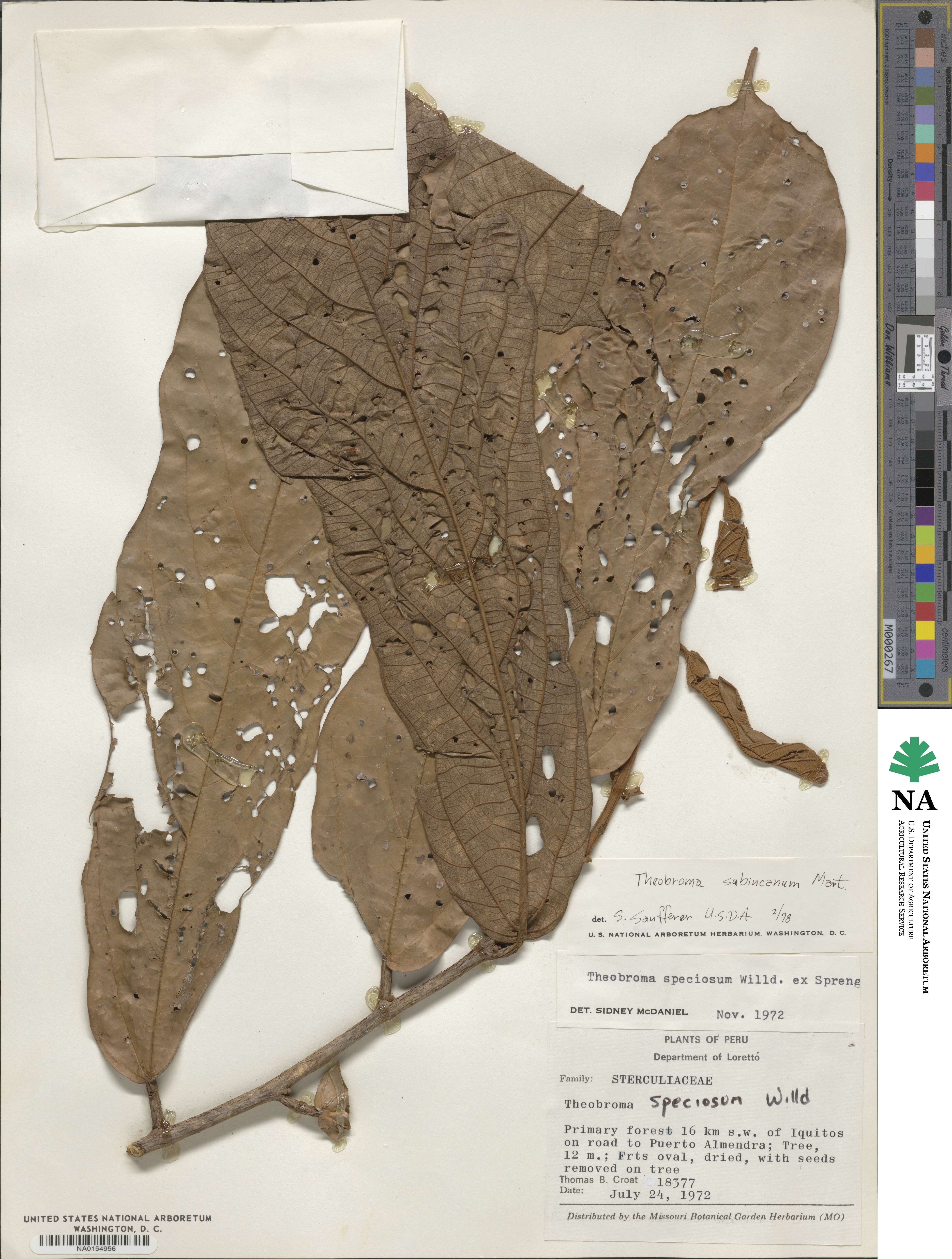 Theobroma subincanum image