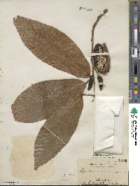 Theobroma cacao image