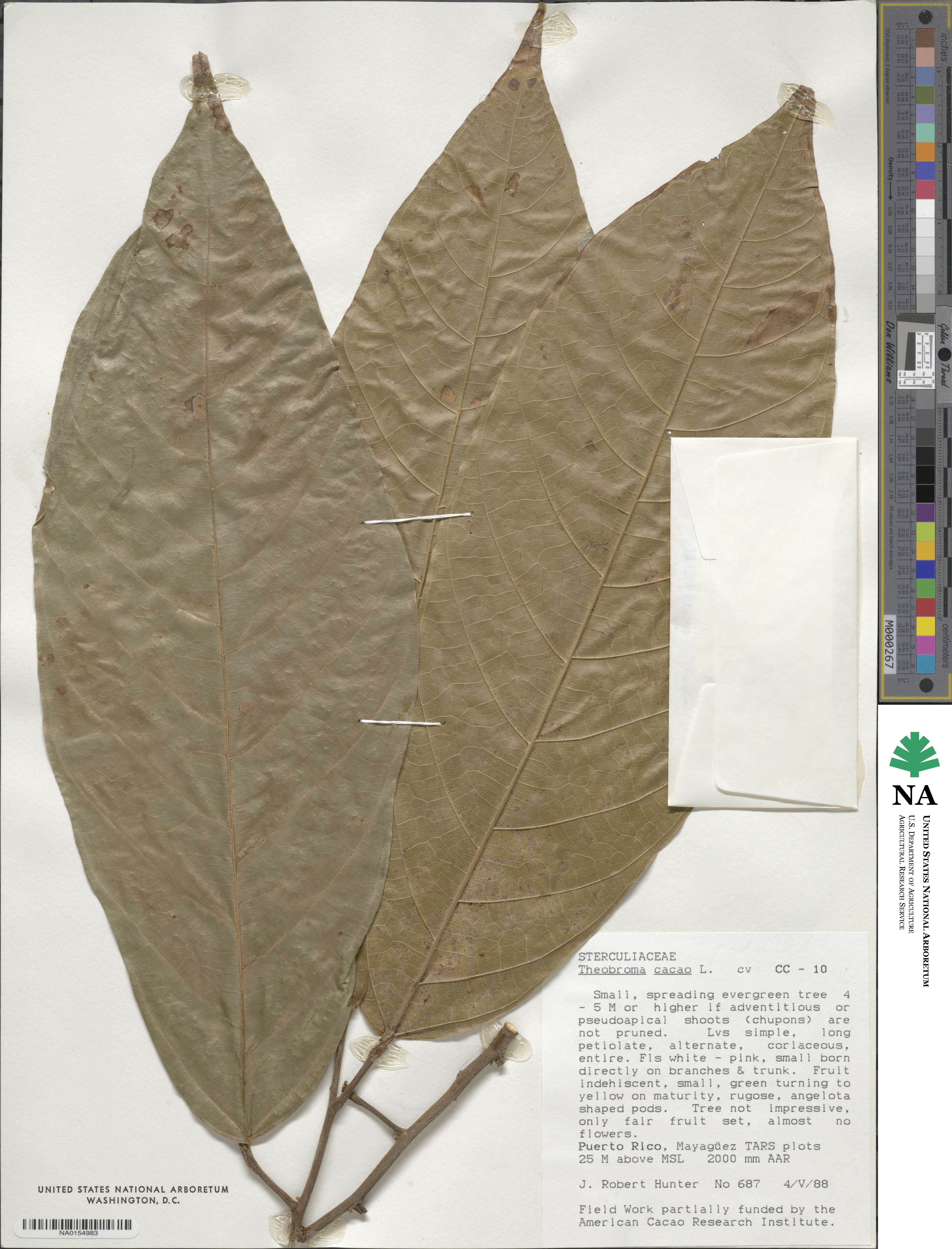 Byttnerioideae image