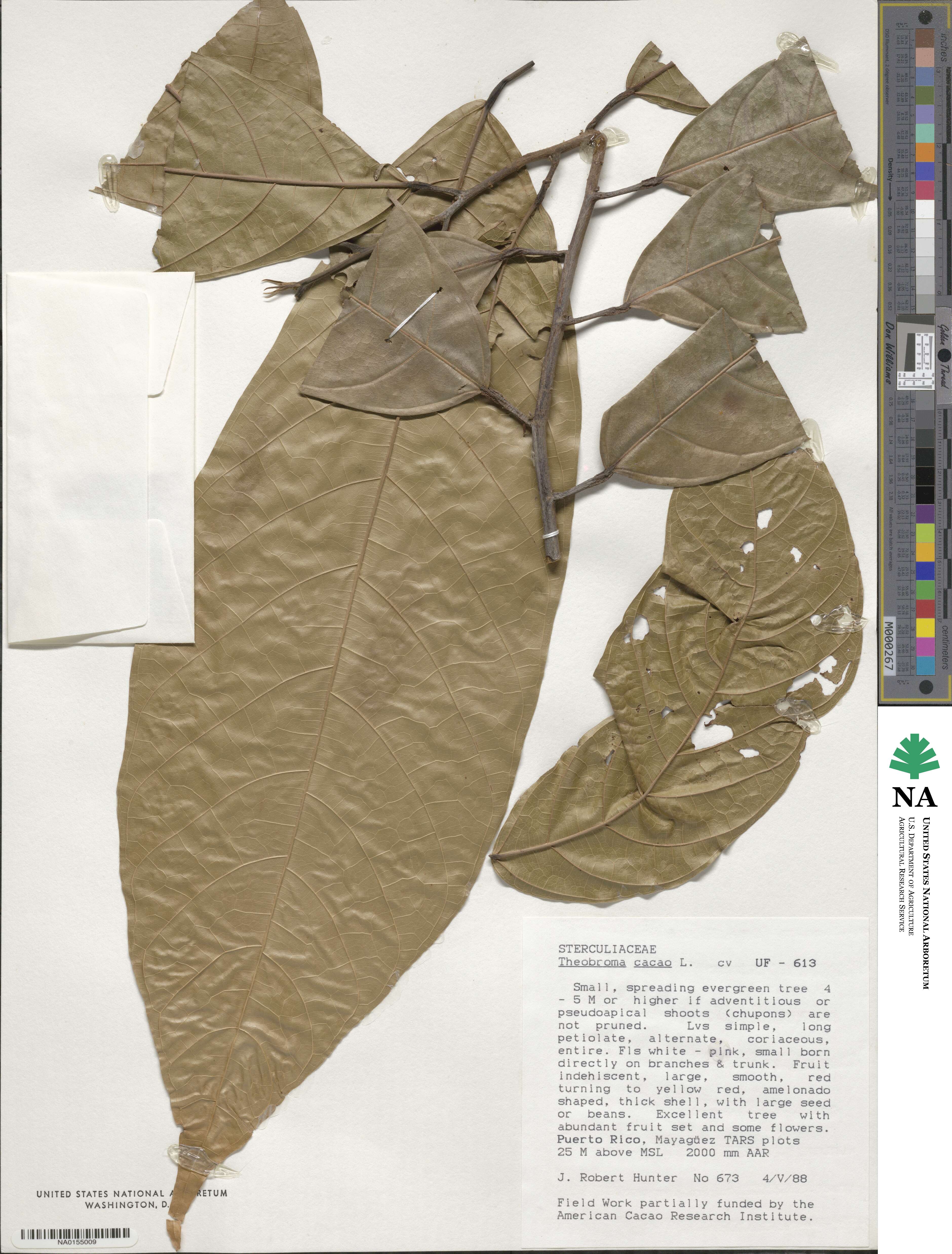 Theobroma cacao image