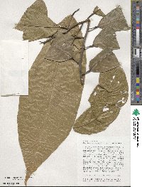 Theobroma cacao image