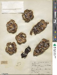 Theobroma cacao image