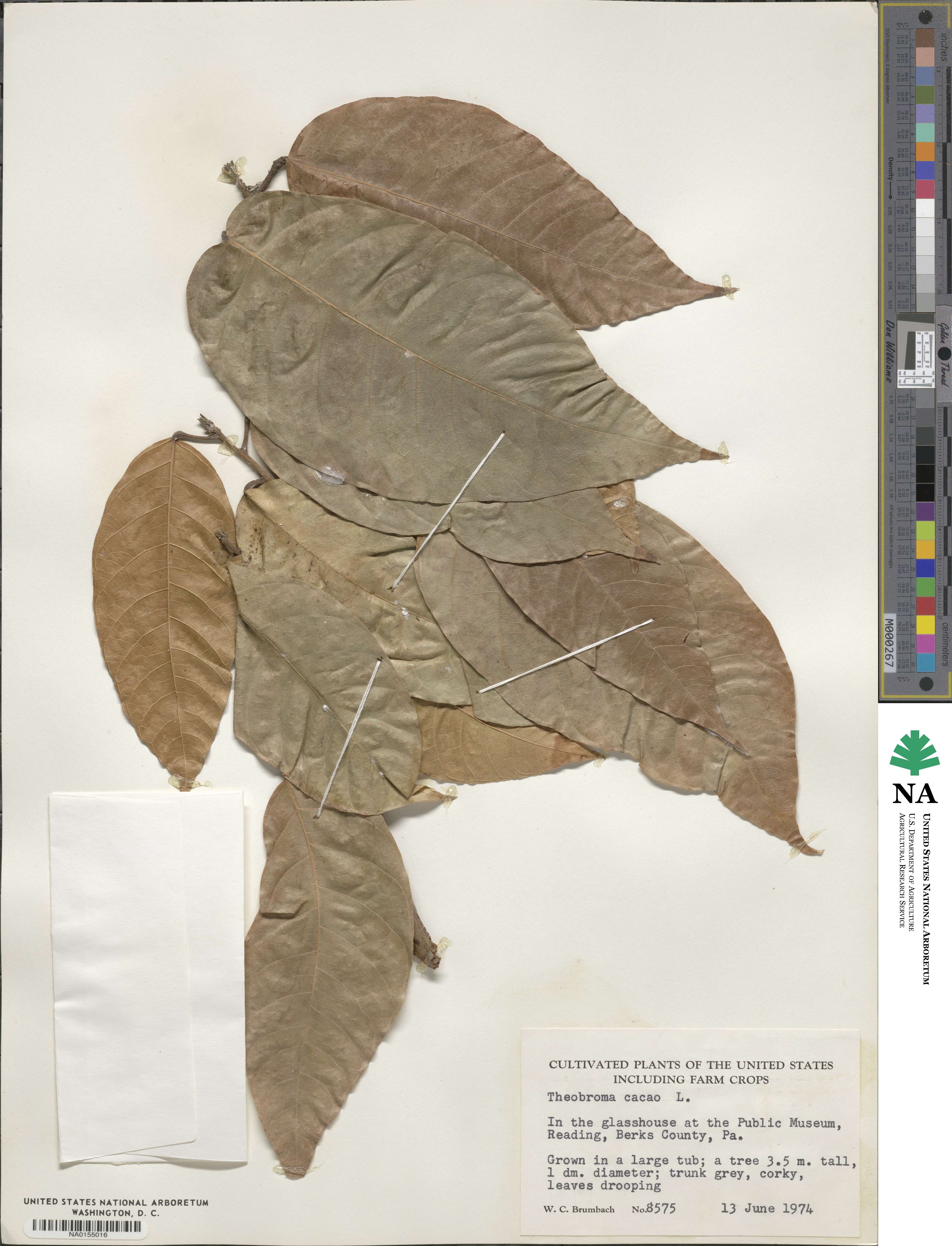 Theobroma cacao image