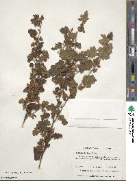 Thomasia foliosa image