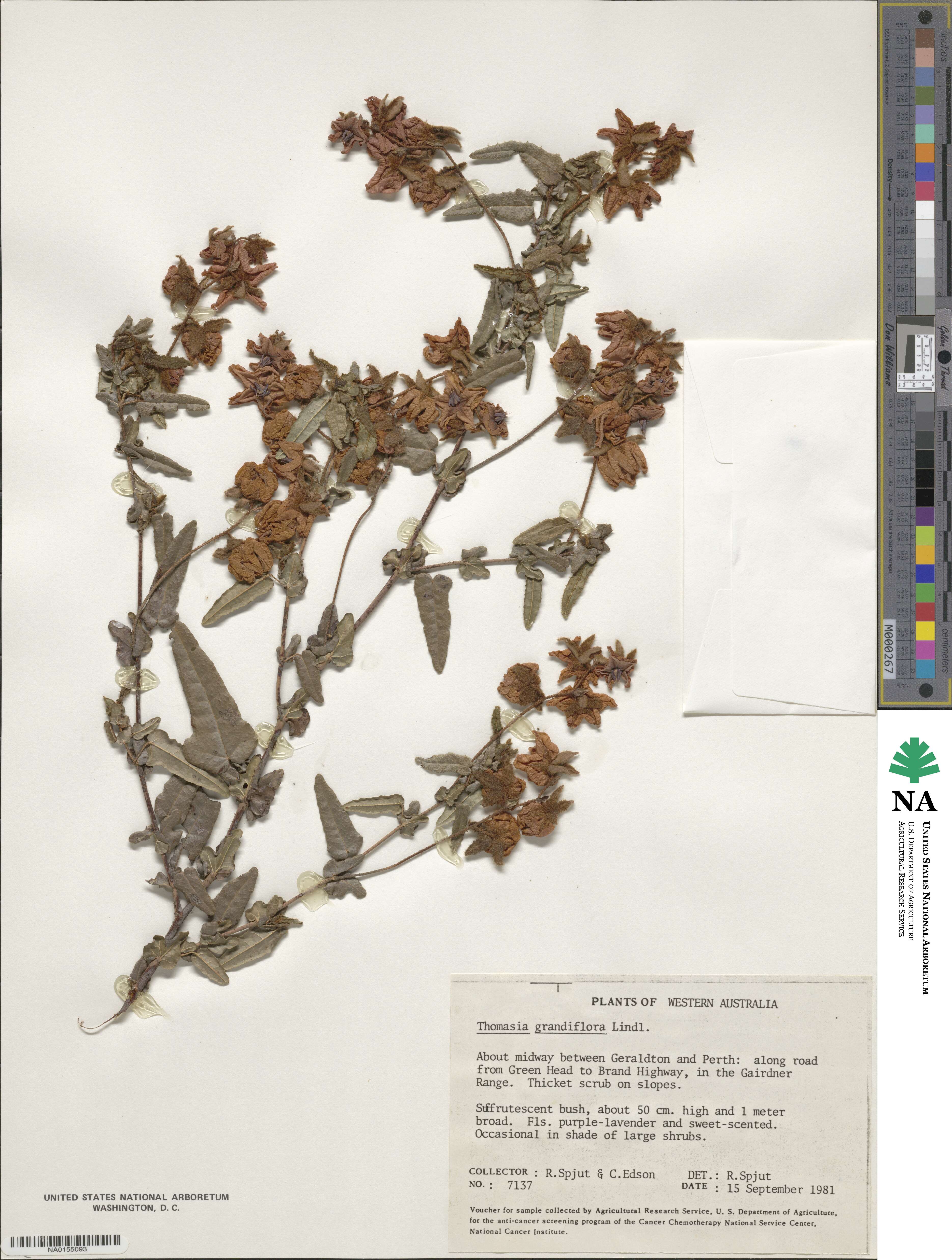 Thomasia grandiflora image