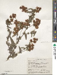 Image of Thomasia grandiflora