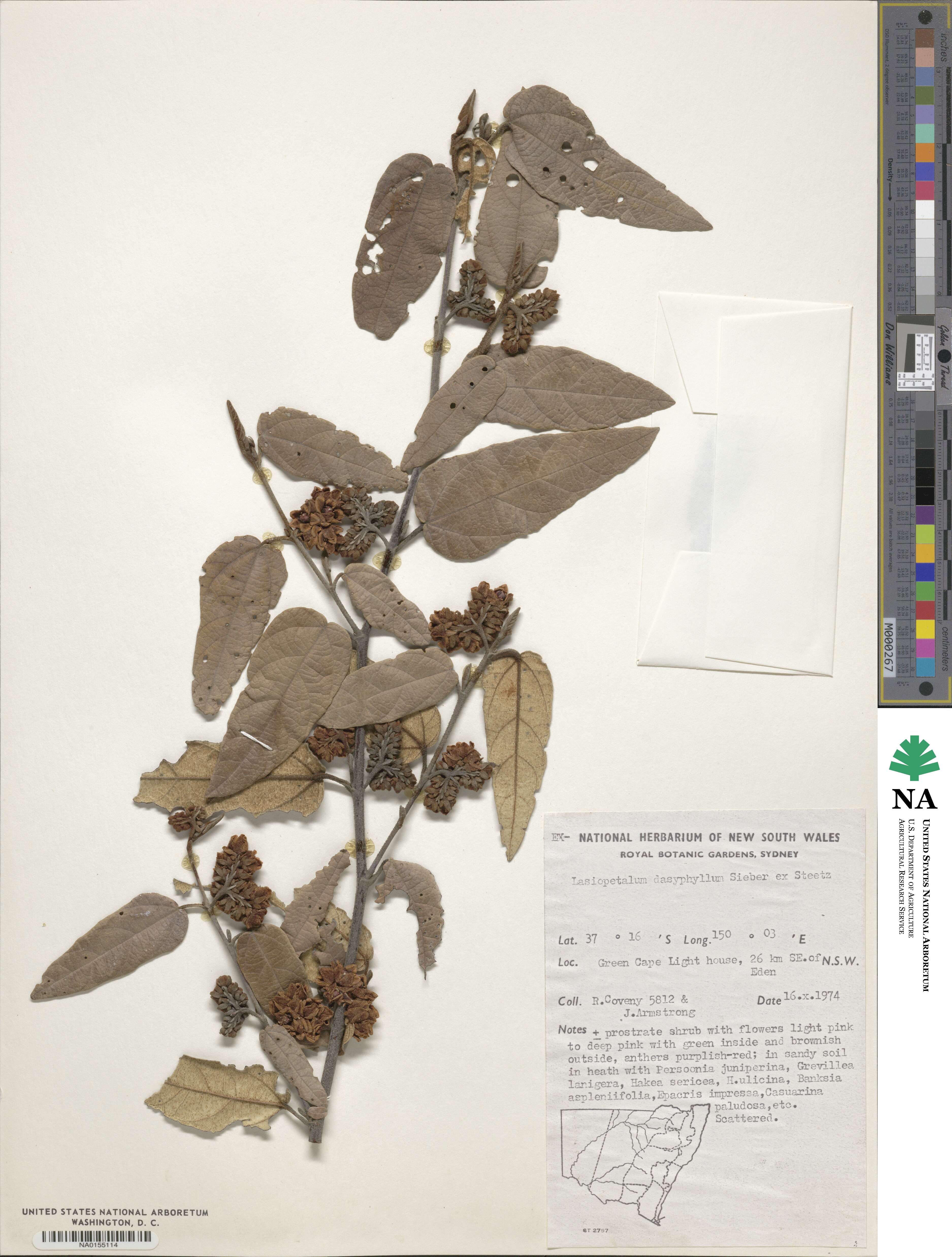 Lasiopetalum macrophyllum image