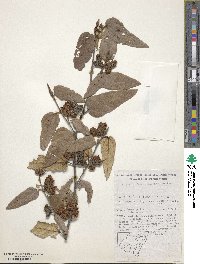 Image of Lasiopetalum macrophyllum