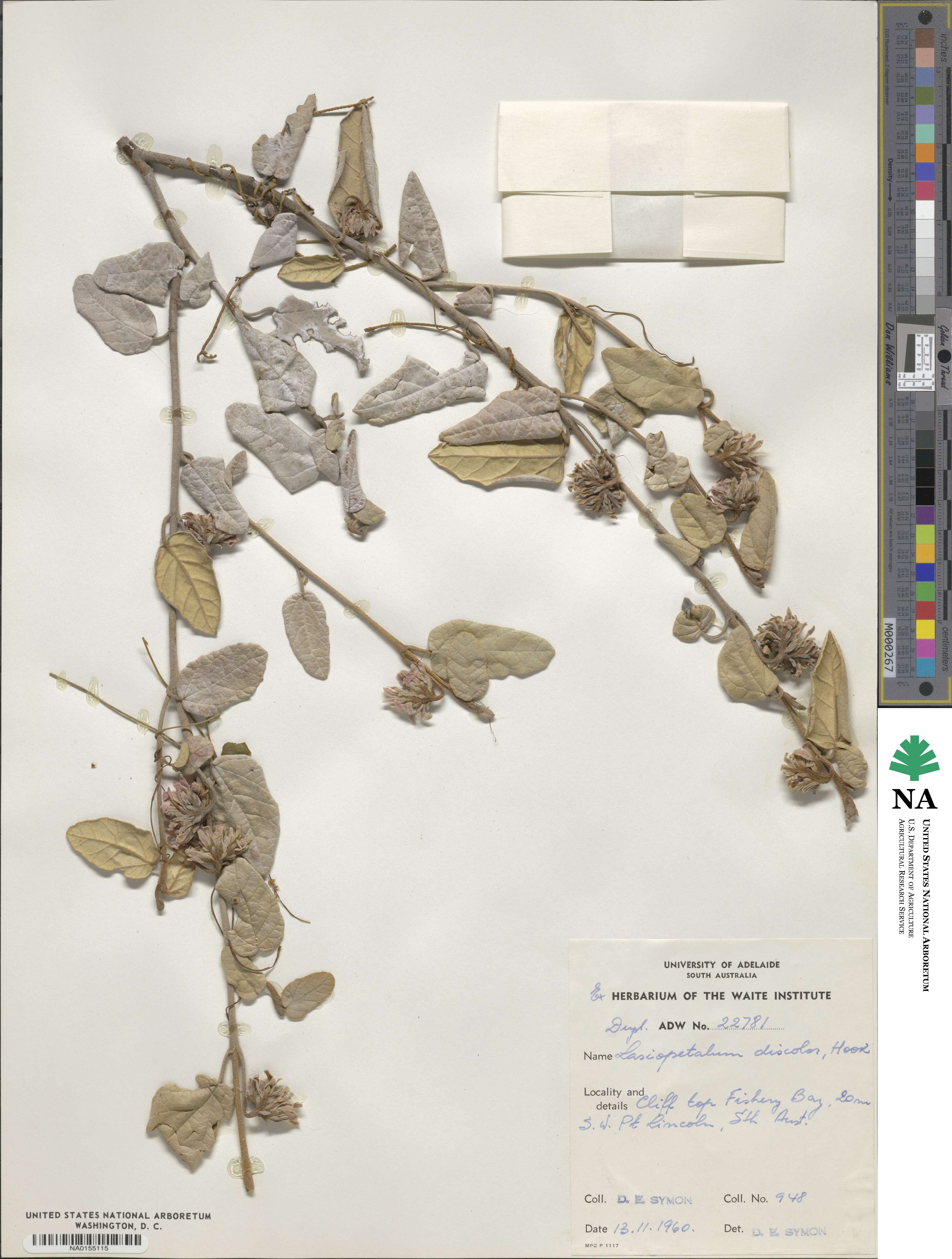 Lasiopetalum discolor image