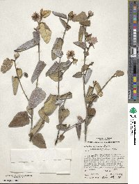 Lasiopetalum discolor image