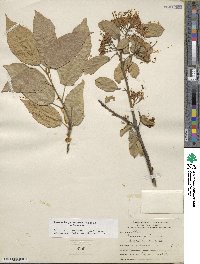 Reevesia pubescens image