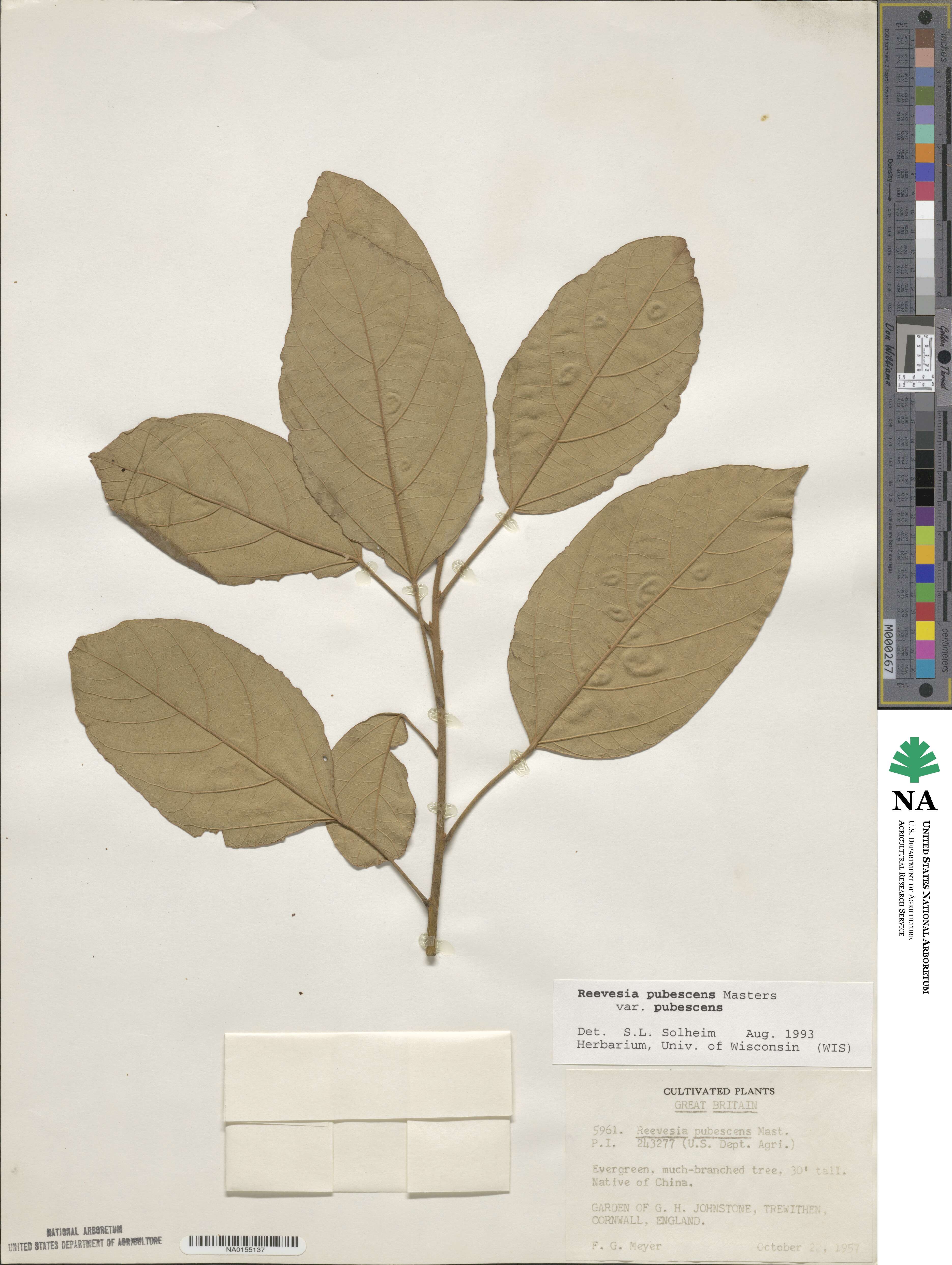 Reevesia pubescens image