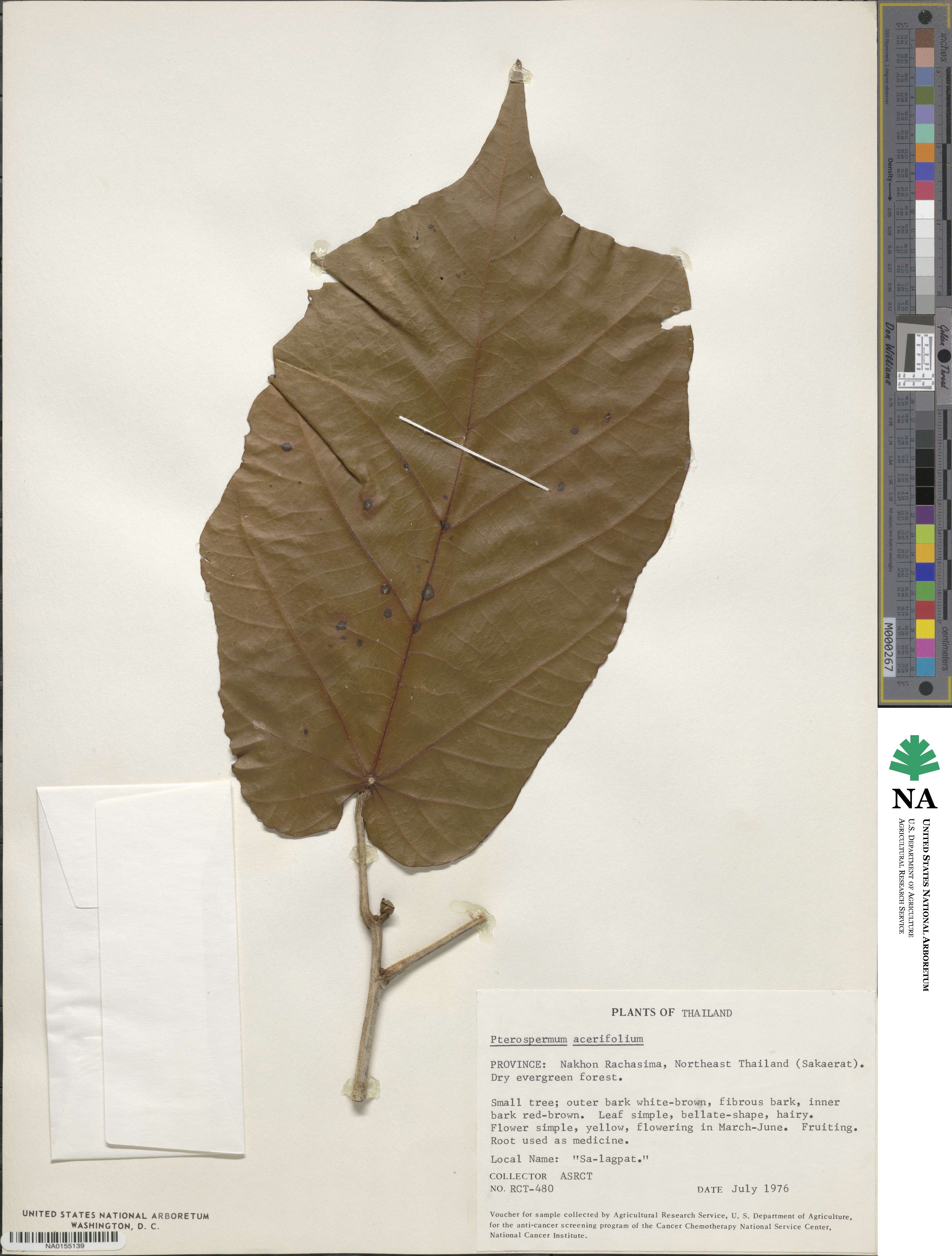 Pterospermum acerifolium image