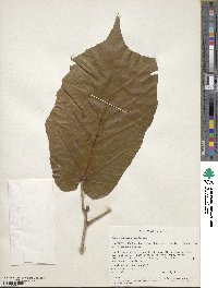 Image of Pterospermum acerifolium