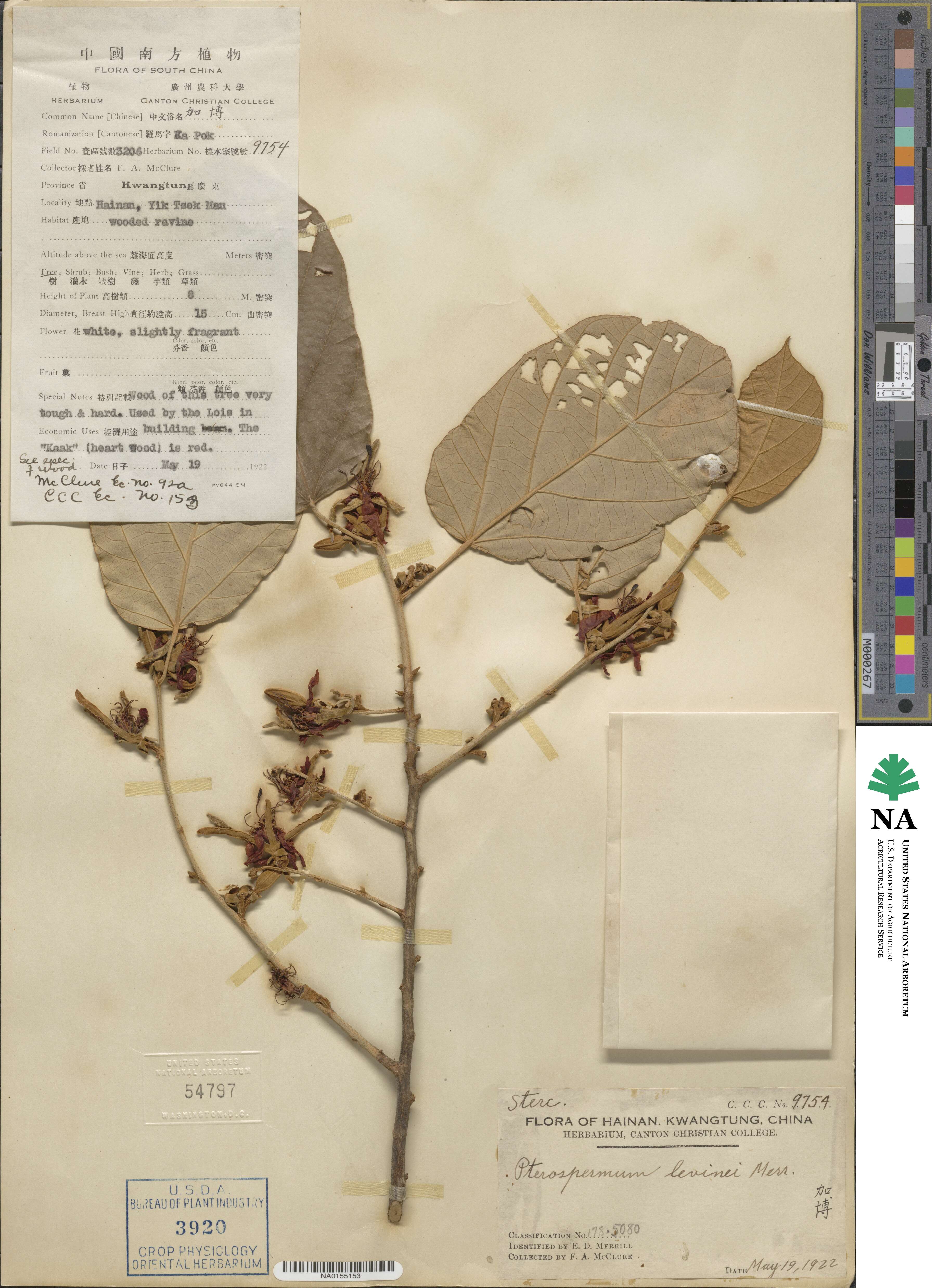 Pterospermum heterophyllum image