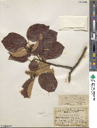 Pterospermum heterophyllum image